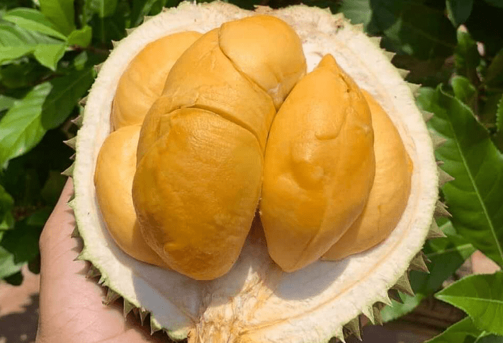 馬來西亞榴槤季節