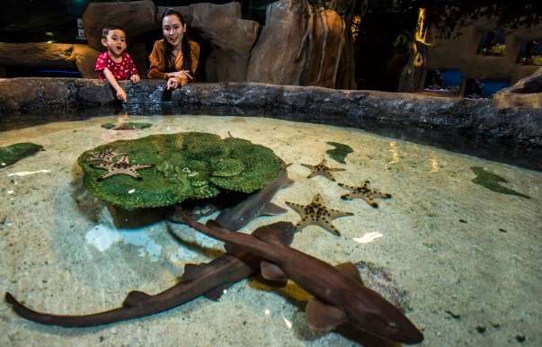 吉隆坡水族館入場費