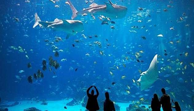 吉隆坡水族館入場費 吉隆坡水族館入場費