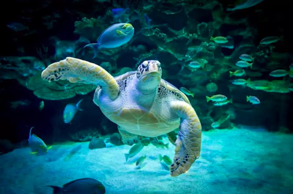 吉隆坡水族館交通 吉隆坡水族館交通