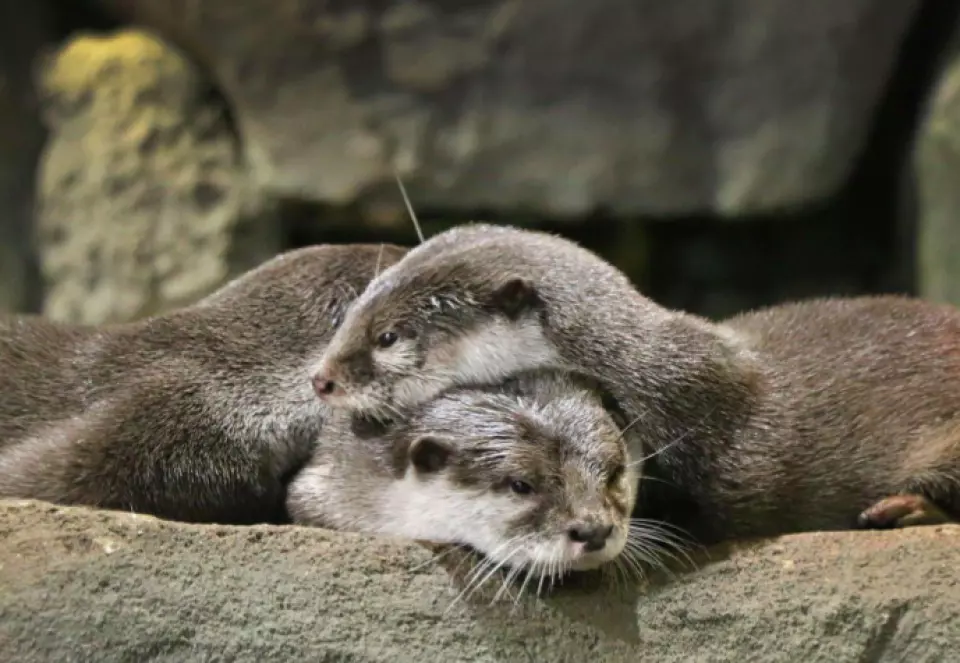吉隆坡水族館門票 吉隆坡水族館門票